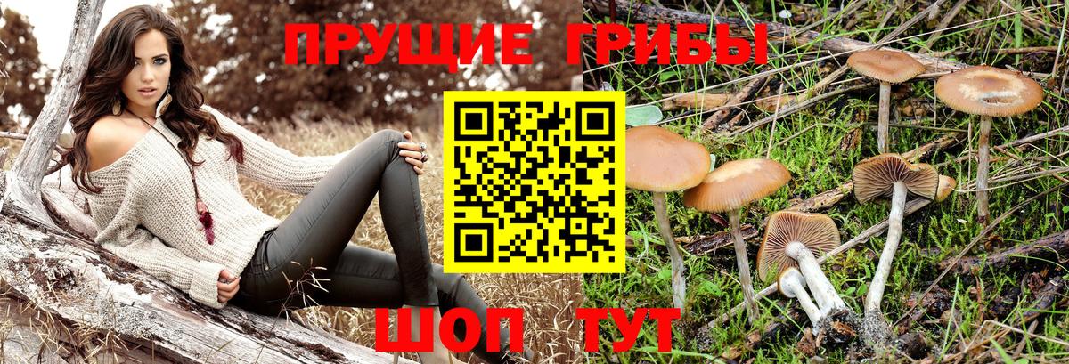 Псилоцибиновые грибы GOLDEN TEACHER Иваново